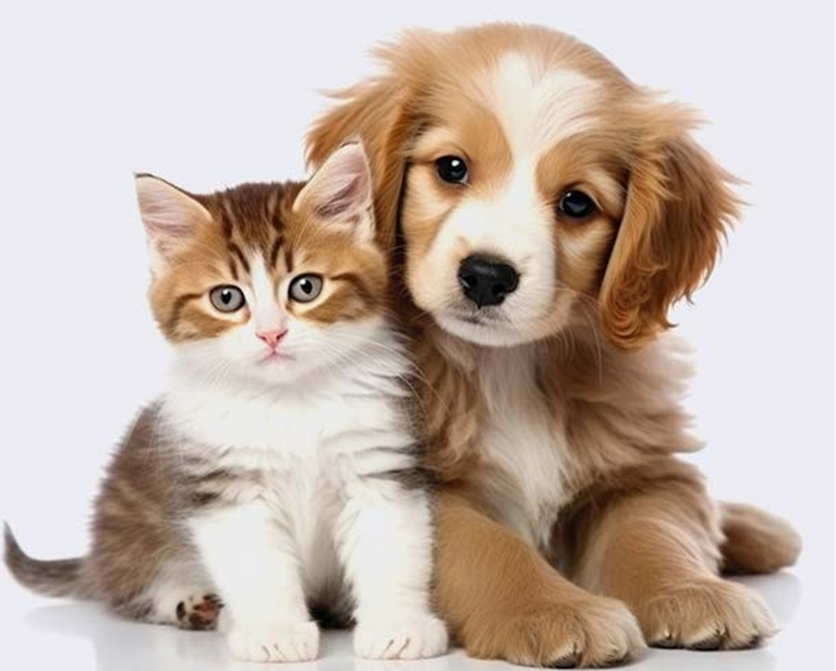 Pet Care Products